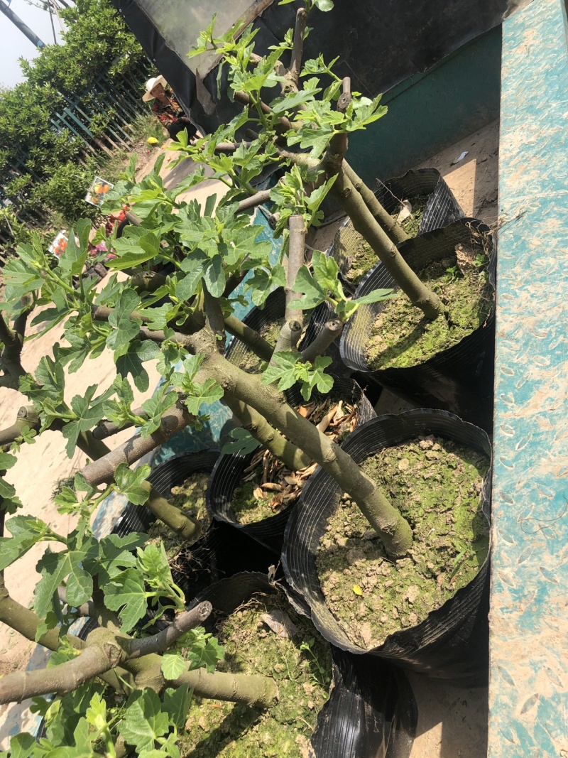 玻姬红无花果枝条。带芽，果树。土球盆栽。现剪现发。成活率
