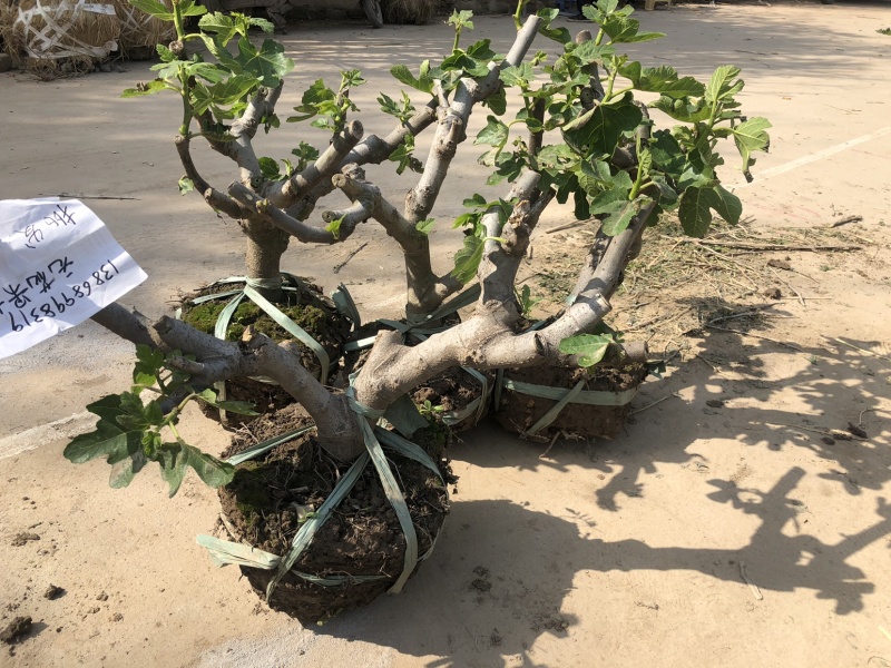 玻姬红无花果枝条。带芽，果树。土球盆栽。现剪现发。成活率