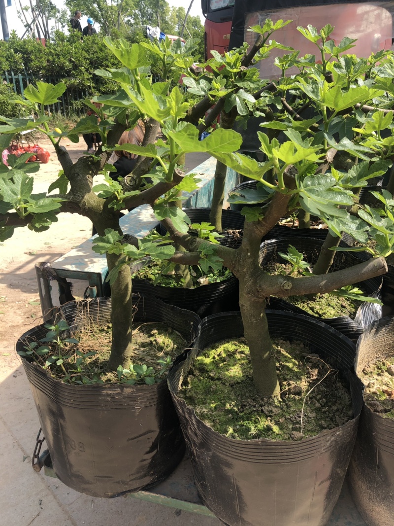 玻姬红无花果枝条。带芽，果树。土球盆栽。现剪现发。成活率