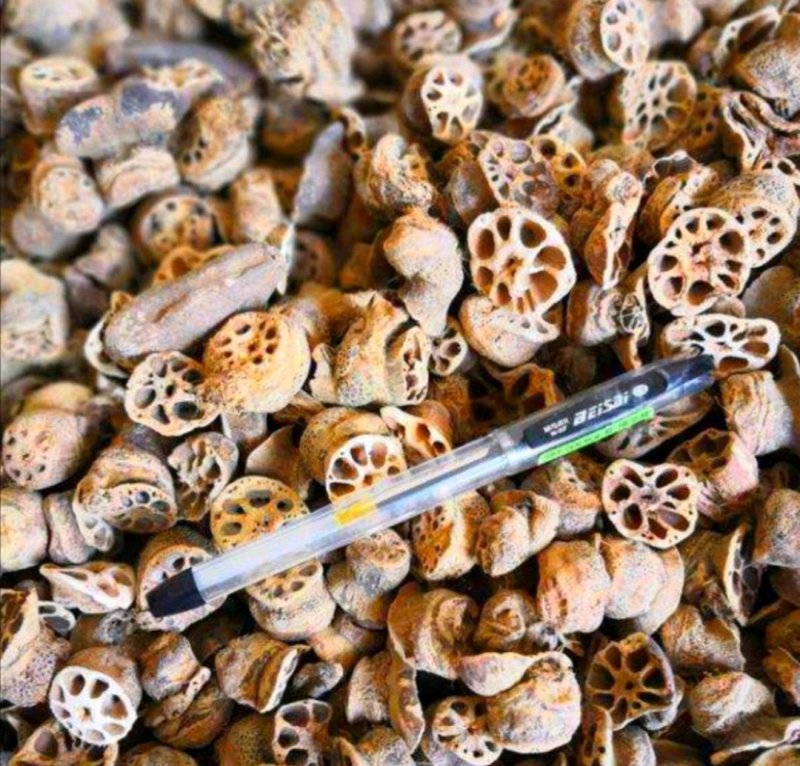 藕节，道地药材，质优价实，品质保证，药典标准一公斤起批