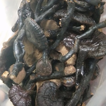 贵州大山里的野生灵芝