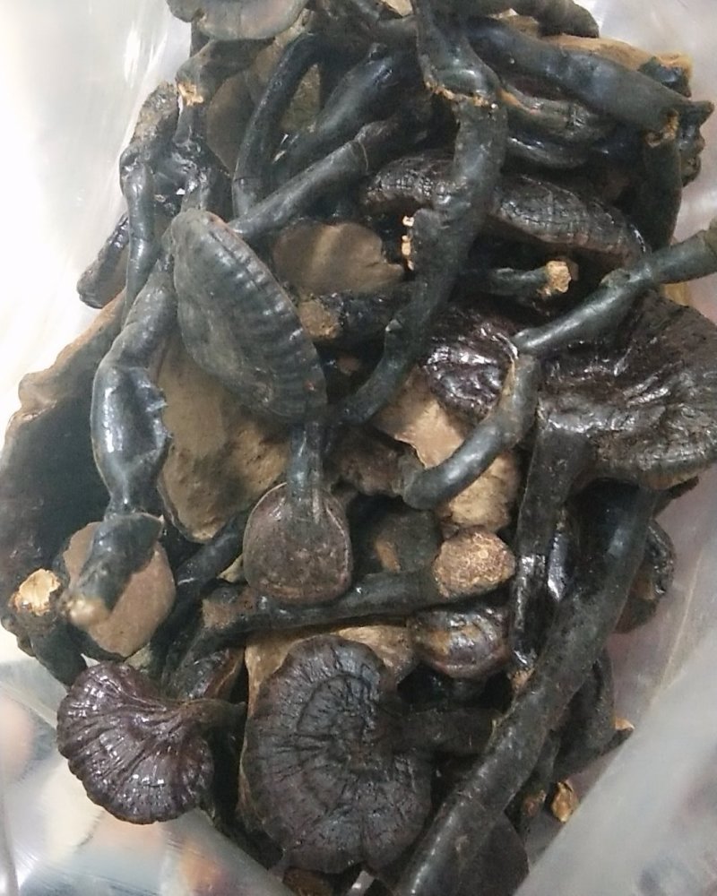 贵州大山里的野生灵芝