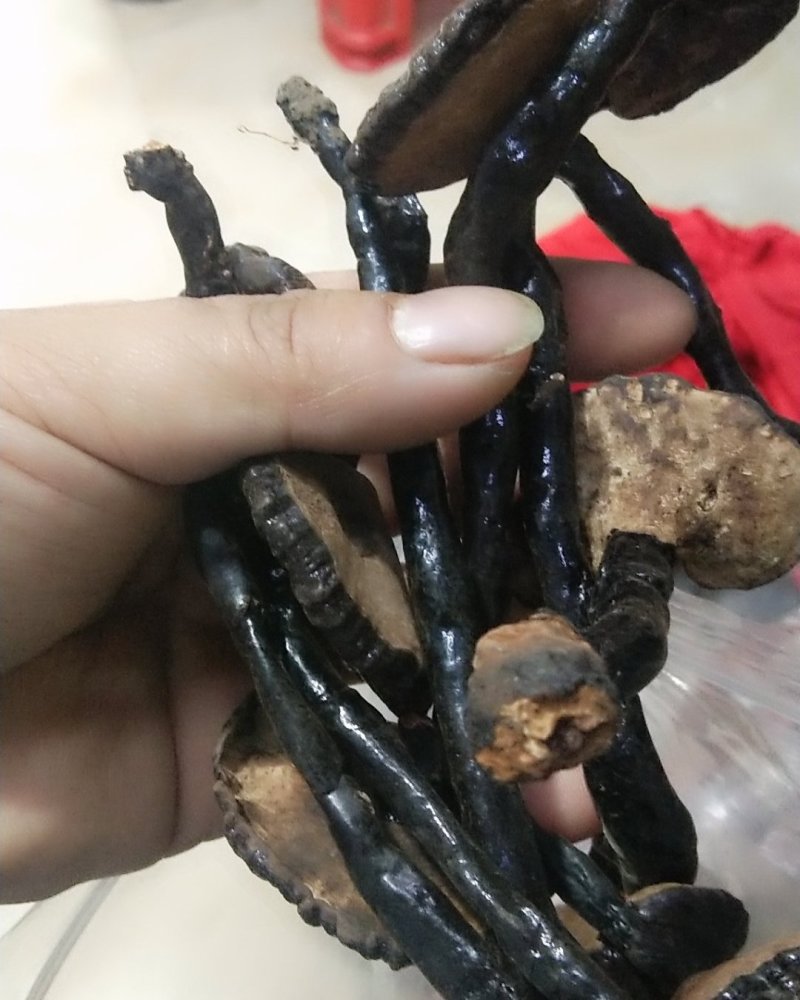贵州大山里的野生灵芝
