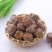 无核干蜜枣硬蜜厂家直供一手货源，颗粒饱满，物美价廉