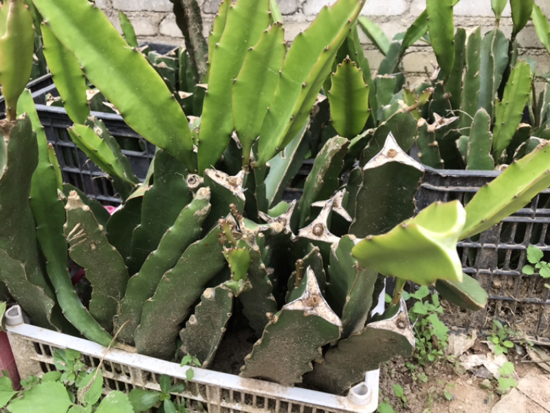 火龙果苗有根苗挂果产量高品种正宗可签合同