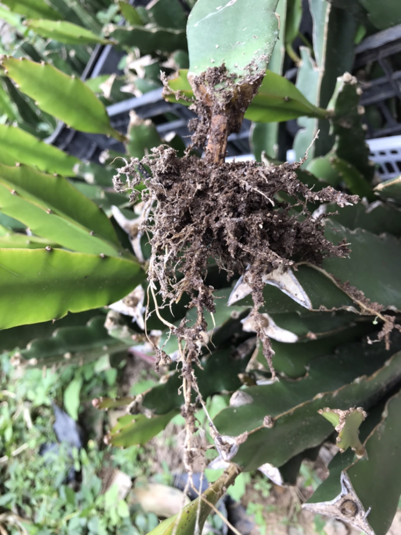 火龙果苗有根苗挂果产量高品种正宗可签合同