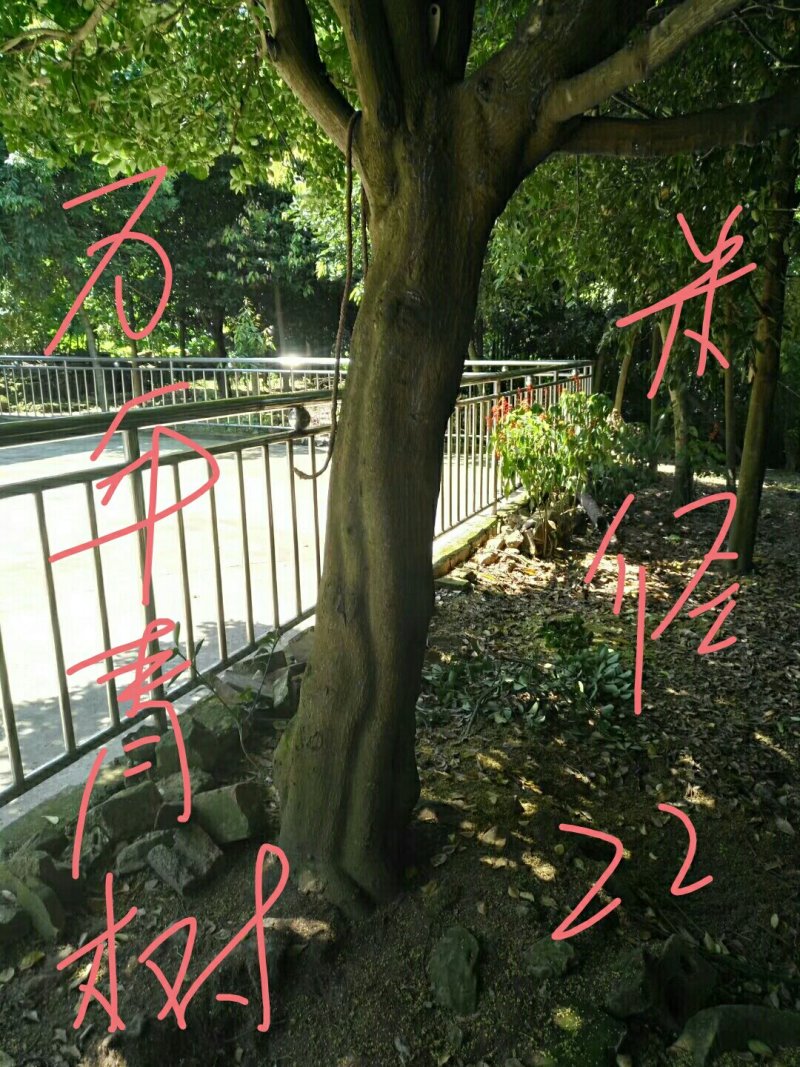天竺桂