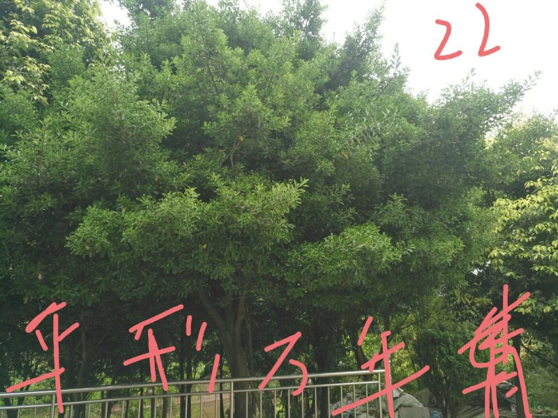 天竺桂