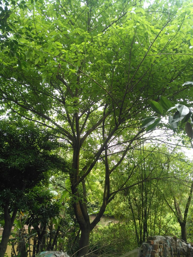 天竺桂