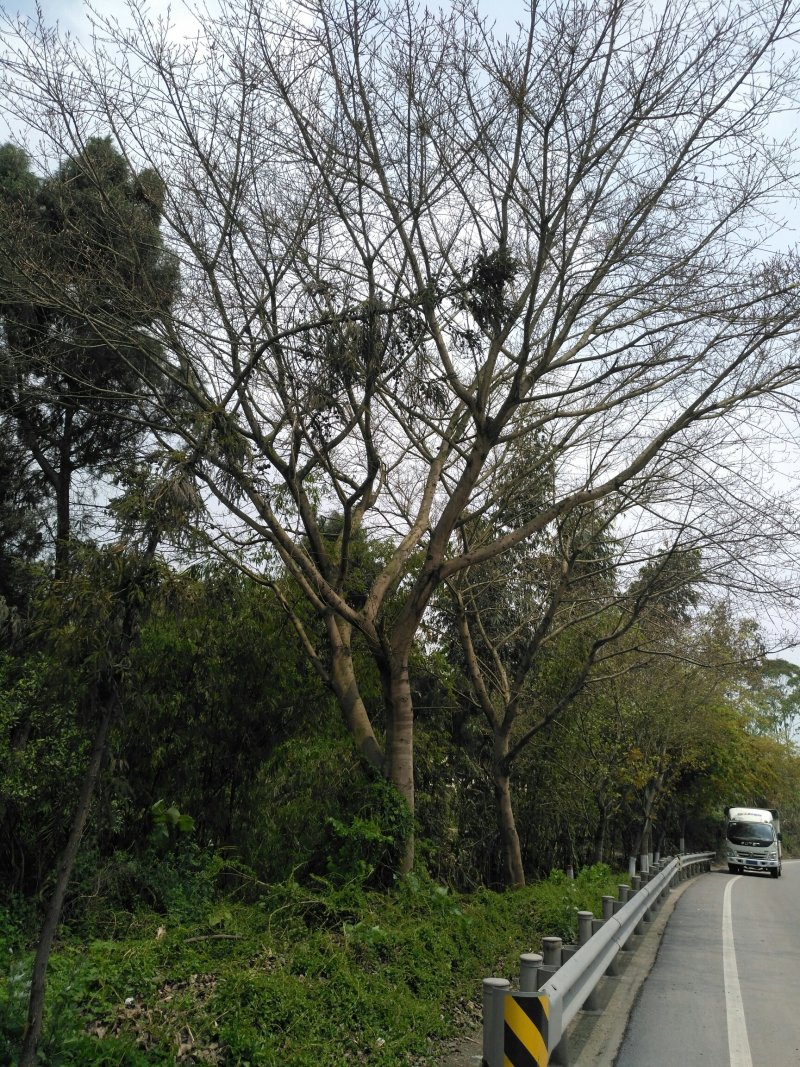 天竺桂