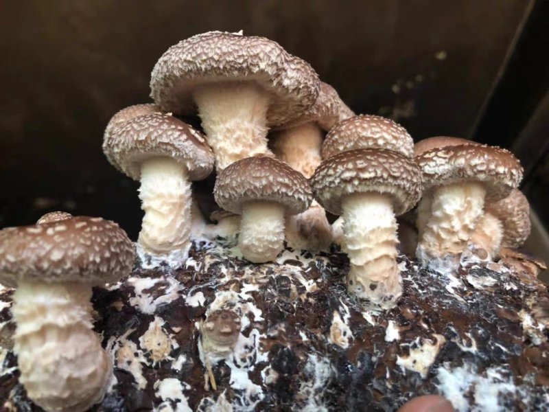香菇菌种大棚种植菌种家庭种植菌种菌包菌袋