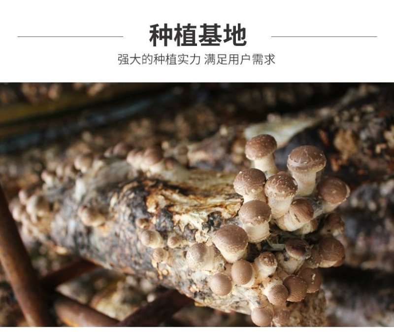 香菇菌种大棚种植菌种家庭种植菌种菌包菌袋