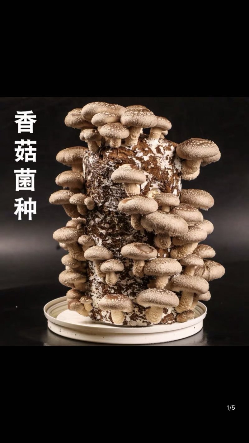 香菇菌种大棚种植菌种家庭种植菌种菌包菌袋