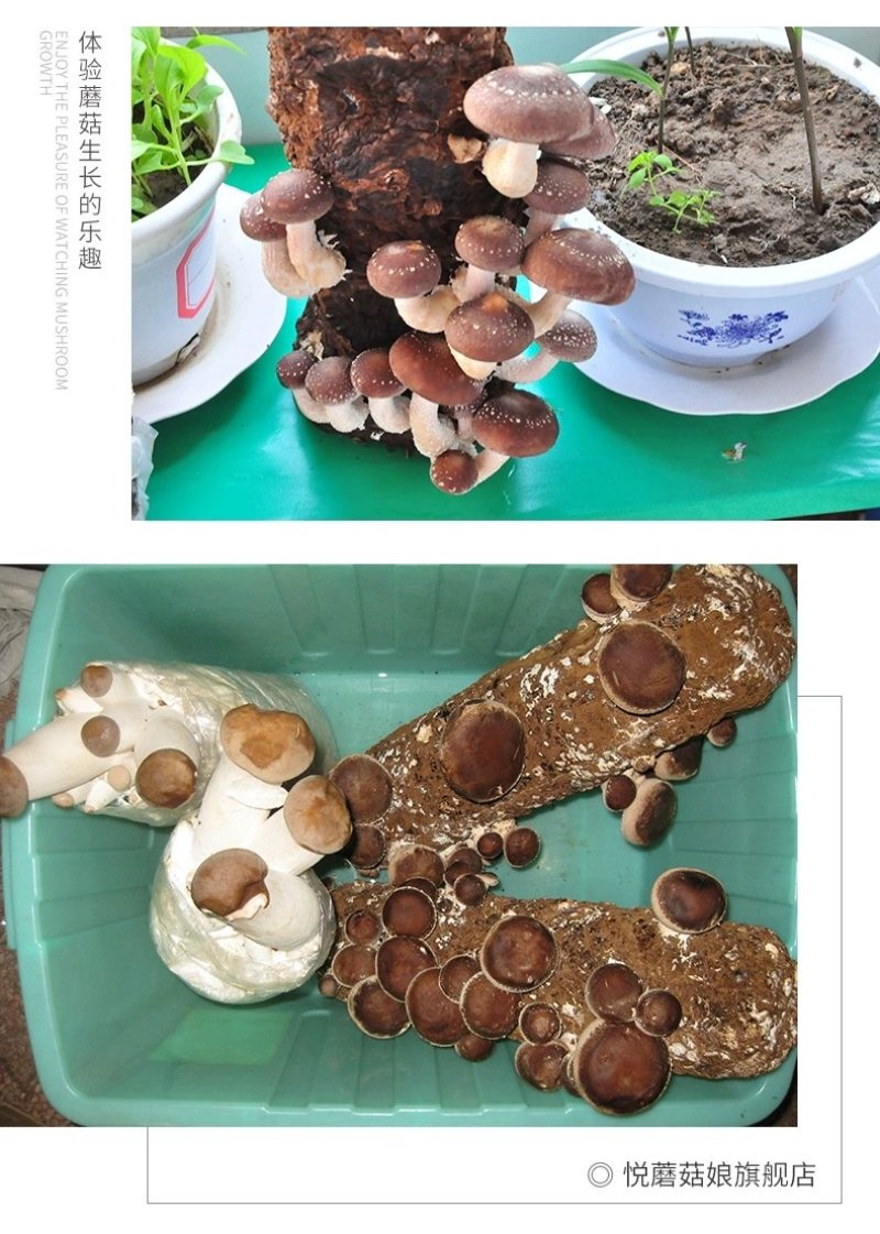 香菇菌种大棚种植菌种家庭种植菌种菌包菌袋