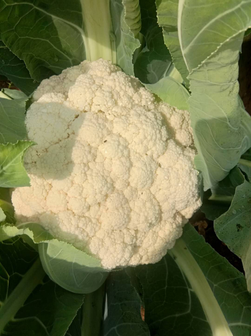 花菜