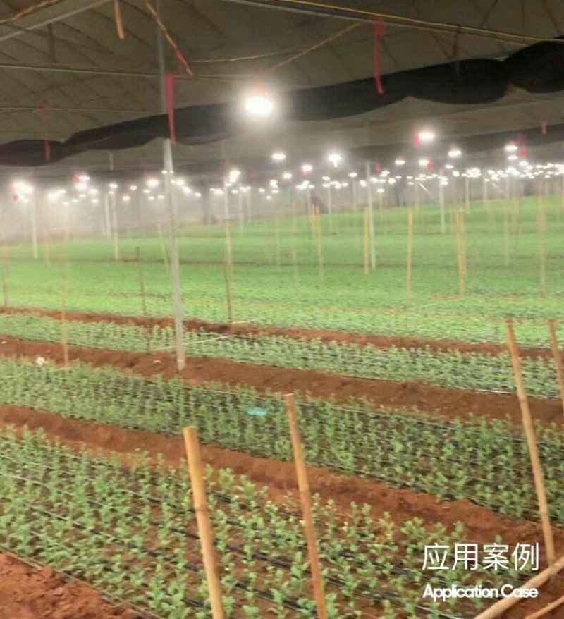 菊花补光灯/植物生长灯/黄莺切菊白菊长日照处理灯15W