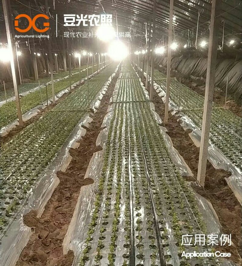 菊花补光灯/植物生长灯/黄莺切菊白菊长日照处理灯15W