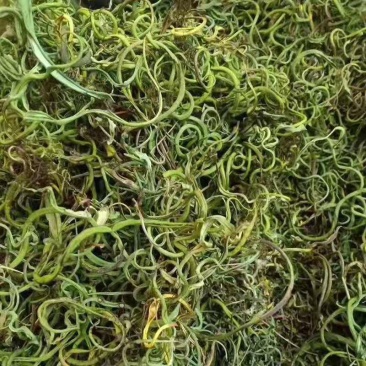 云南化石草肾精茶精选无根全干批发零售长期大货供应产地直发