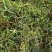 云南化石草肾精茶精选无根全干批发零售长期大货供应产地直发