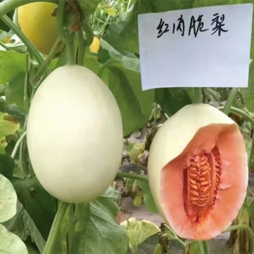 山东翠梨甜瓜产地发货协助找车诚信经营欢迎来电