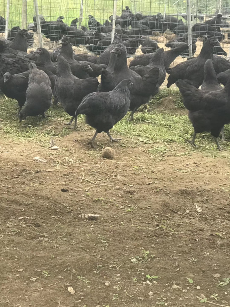 快下蛋五黑鸡母鸡4个多月