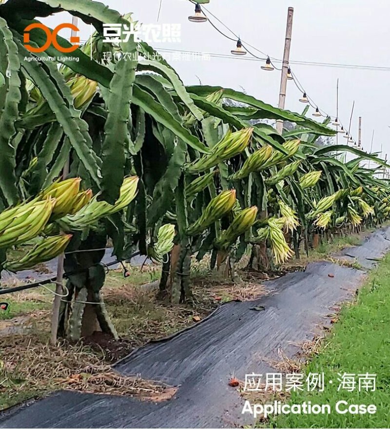火龙果补光灯反季催花增产灯植物生长灯飞碟球泡灯