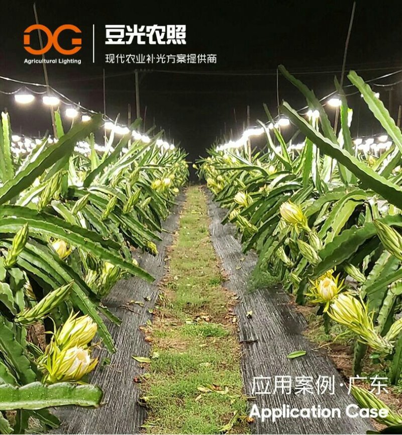 火龙果补光灯反季催花增产灯植物生长灯飞碟球泡灯