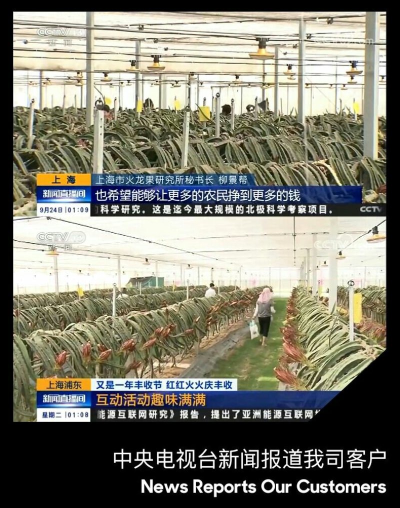 火龙果补光灯反季催花增产灯植物生长灯飞碟球泡灯