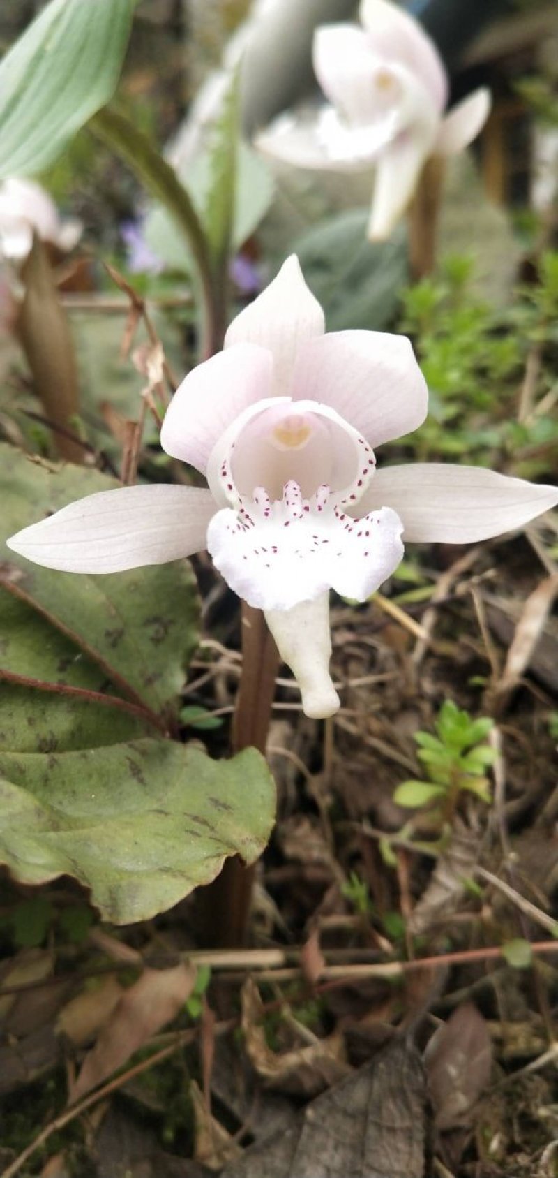 高山稀有独叶兰观赏花苗室内阳台庭院盆栽花