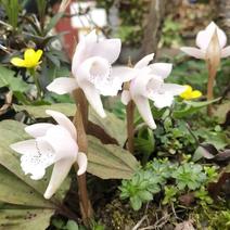 高山稀有独叶兰观赏花苗室内阳台庭院盆栽花