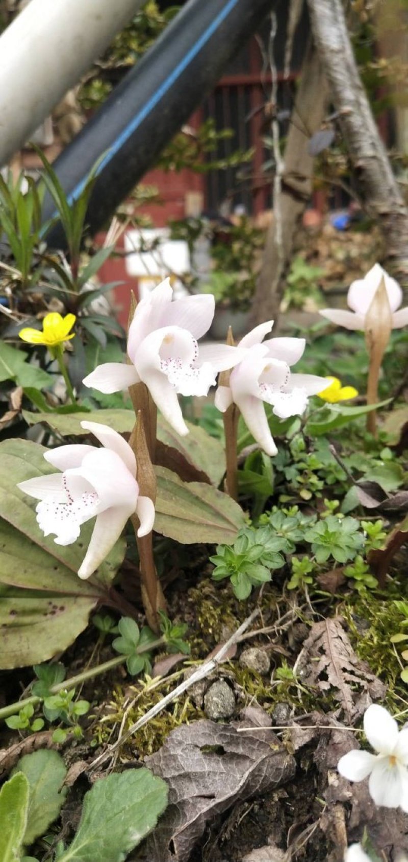 高山稀有独叶兰观赏花苗室内阳台庭院盆栽花