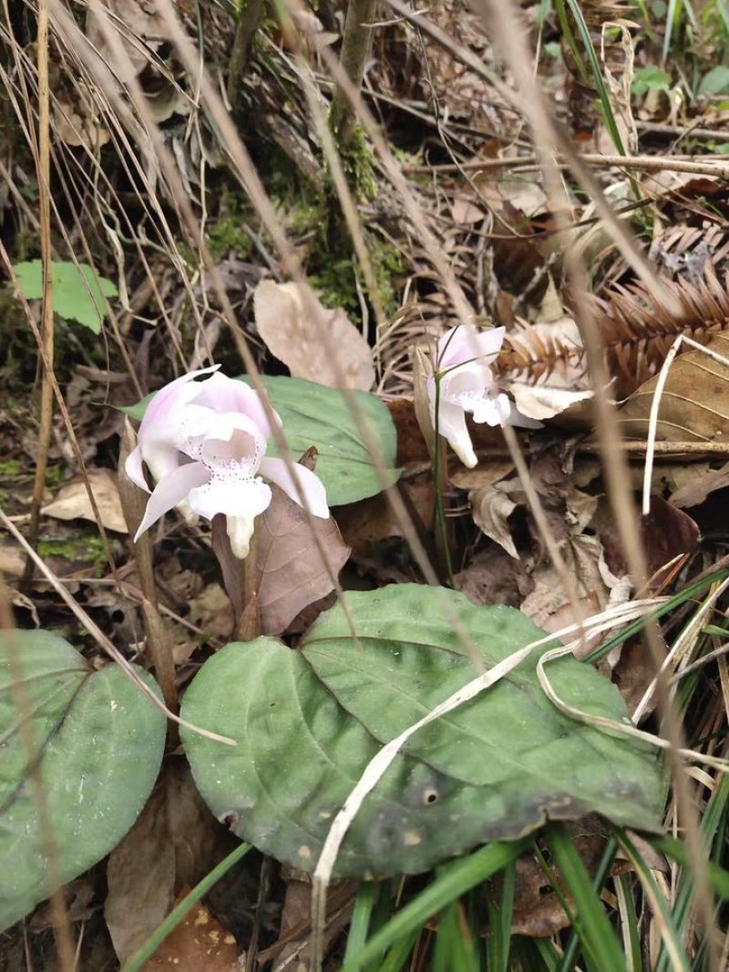 高山稀有独叶兰观赏花苗室内阳台庭院盆栽花
