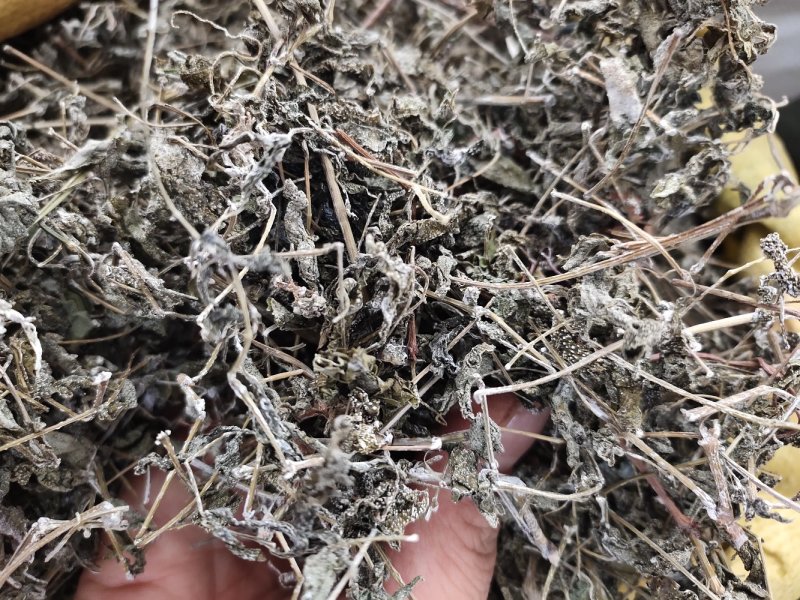 溪黄茶新货嫩芽细梗溪黄草茶