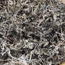 溪黄茶新货嫩芽细梗溪黄草茶