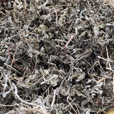 溪黄茶新货嫩芽细梗溪黄草茶