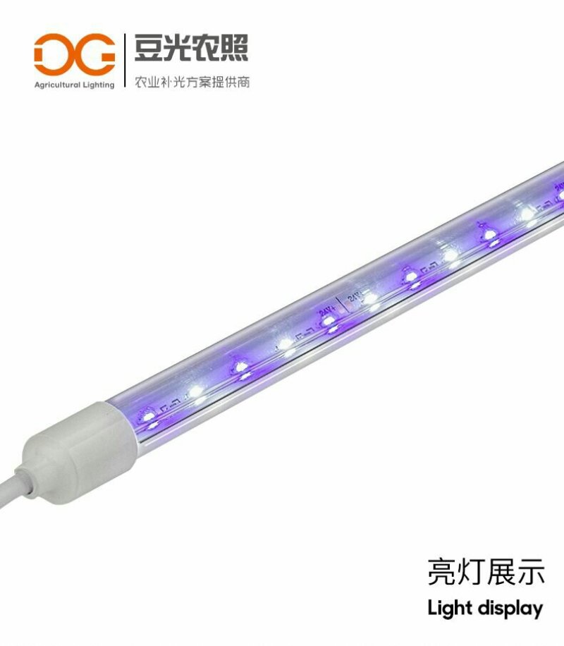 食用菌补光灯蘑菇助长灯催菇出菇期蓝光灯子实体生长灯