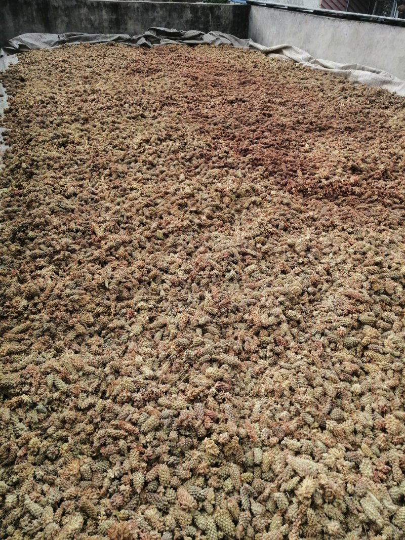 正宗松花粉，现摘现晒。