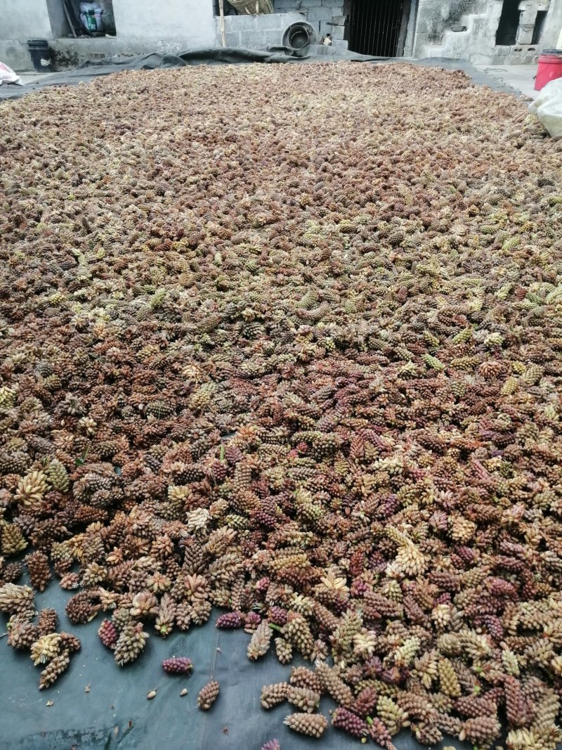 正宗松花粉，现摘现晒。