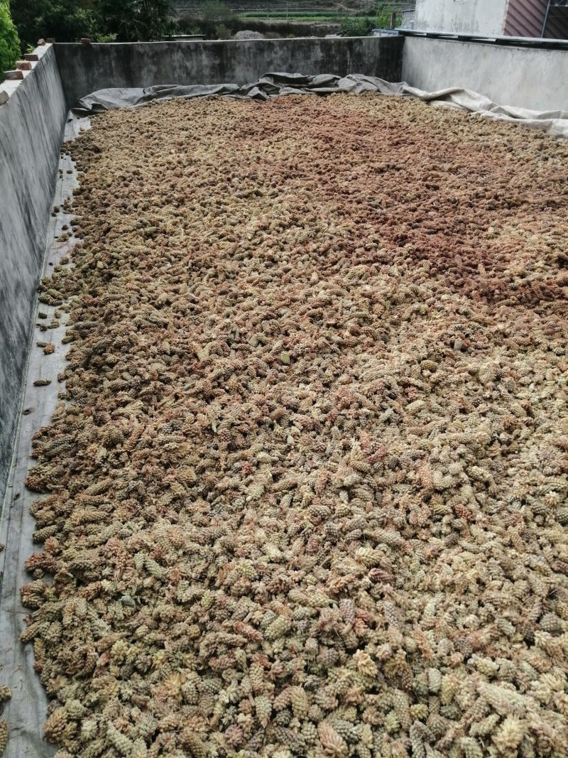 正宗松花粉，现摘现晒。