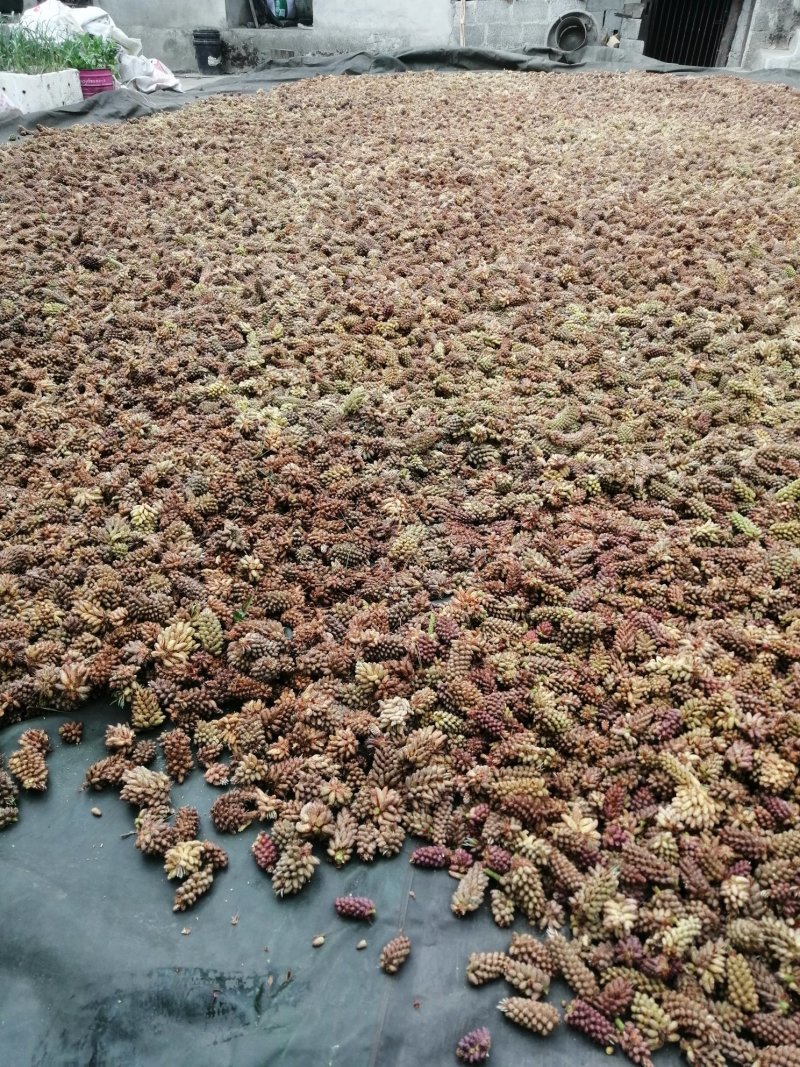 正宗松花粉，现摘现晒。