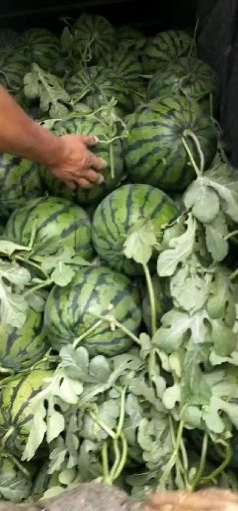 山东大棚甜王西瓜大量有货全国代发欢迎来电选购