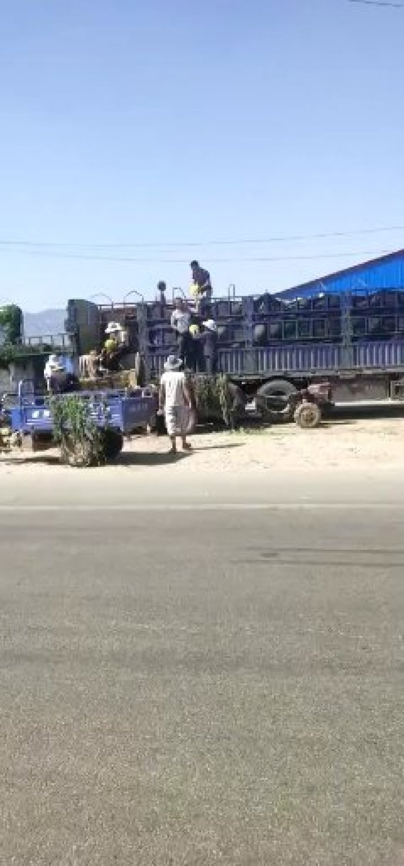 山东大棚甜王西瓜大量有货全国代发欢迎来电选购