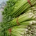 大量代发，代收优质芹菜