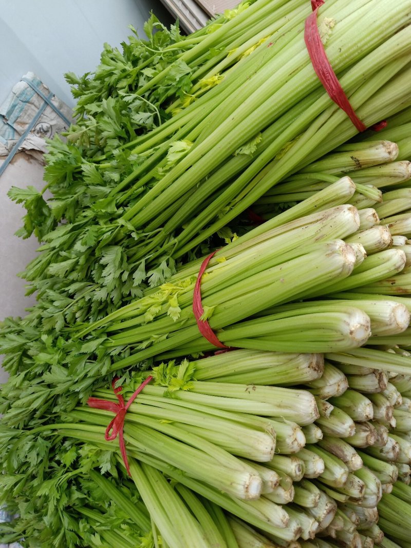 大量代发，代收优质芹菜