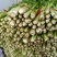 大量代发，代收优质芹菜
