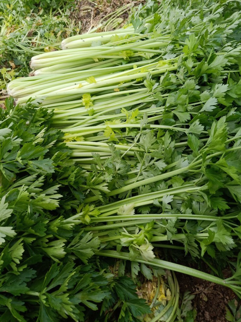 大量代发，代收优质芹菜
