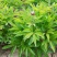 芍药花色漂亮，货源充足。
