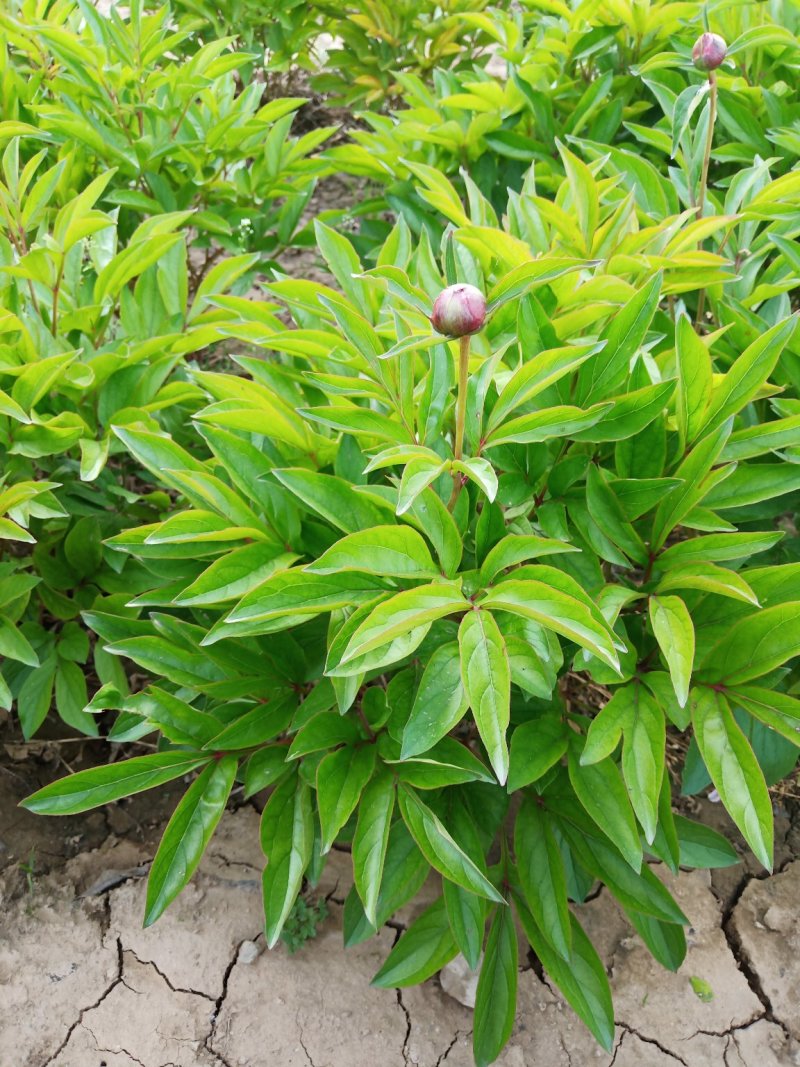 芍药花色好，三年苗，货源充足装车方便。