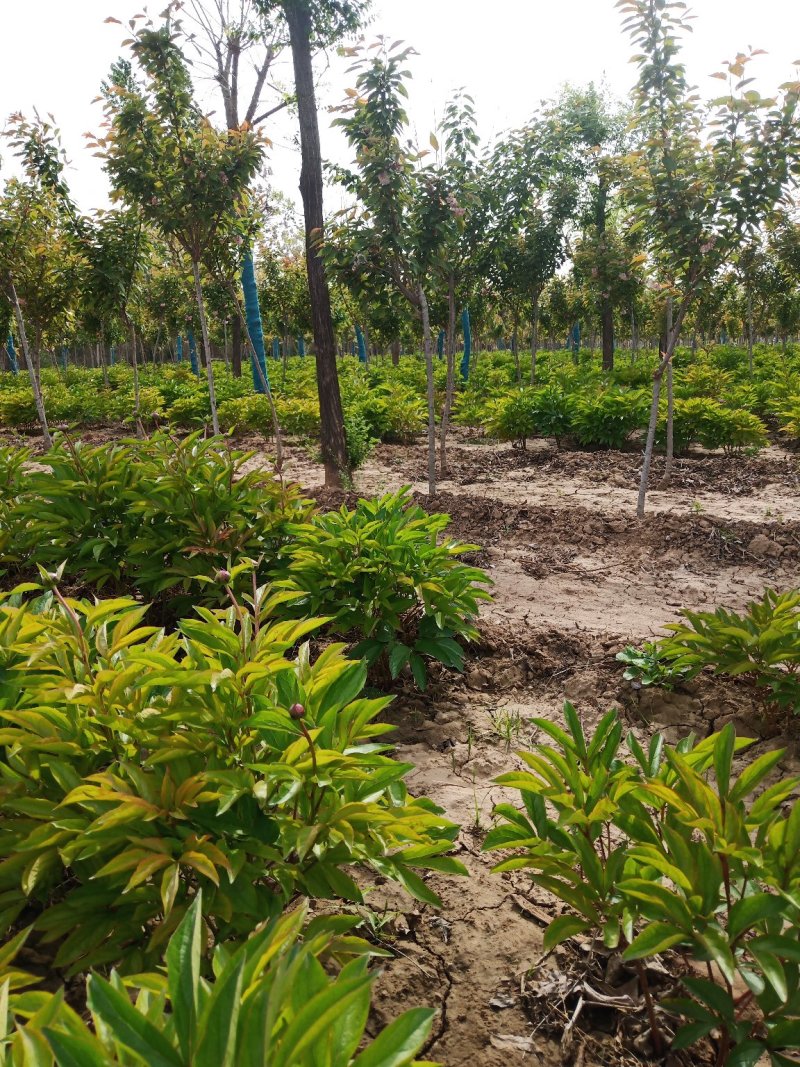 芍药花色好，三年苗，货源充足装车方便。