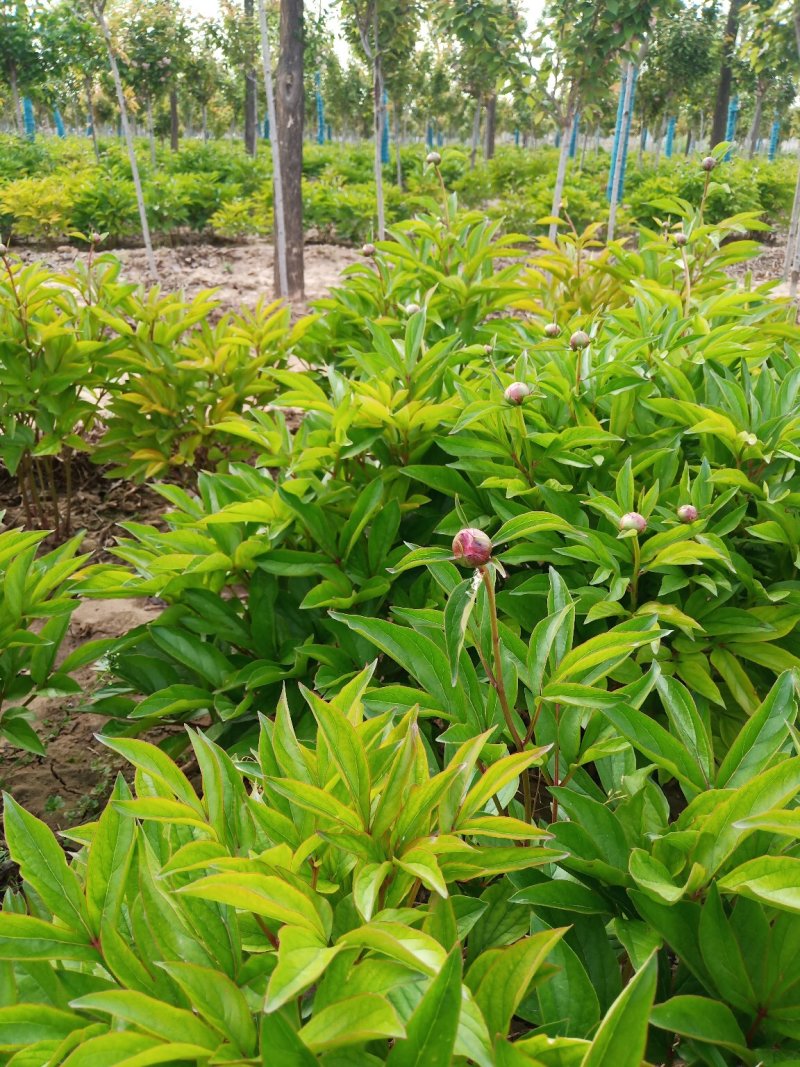 芍药花色好，三年苗，货源充足装车方便。